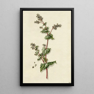 Sarrasin en fleur - Barend Hendrik Thier — framed artwork on a wall