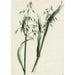 Avoine - Barend Hendrik Thier — artwork view