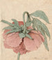 Peony - Barend Hendrik Thier — artwork view
