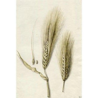 Reproduction of the painting Oat and Blackberry - Barend Hendrik Thier