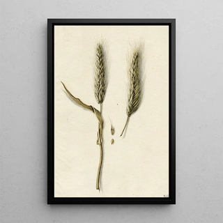 Rye ripe - Barend Hendrik Thier — framed artwork on a wall