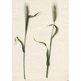 Rye - Barend Hendrik Thier — artwork view
