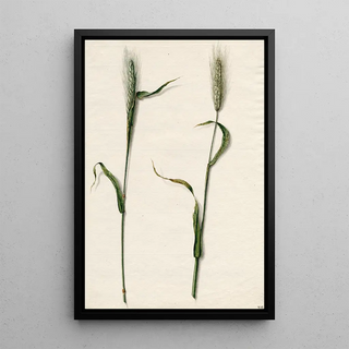 Rye - Barend Hendrik Thier — framed artwork on a wall