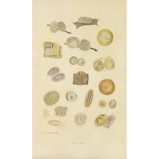 Eggs of insects - Barret and Fils — artwork view