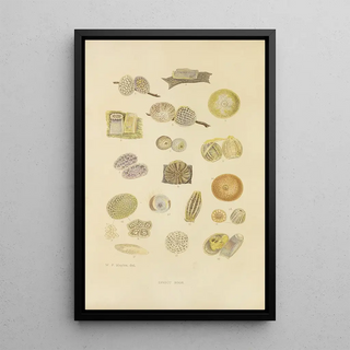 Eggs of insects - Barret and Fils — framed artwork on a wall