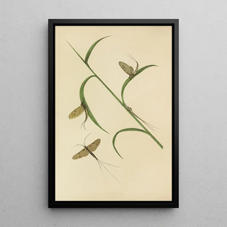 Reproduction of the painting The Green May Fly and Fray Drake - Barret and Fils