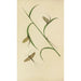 Reproduction of the painting The Green May Fly and Fray Drake - Barret and Fils