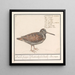 Bécasse Scolopax rusticola - Anselmus Botius de Boodt — framed artwork on a wall