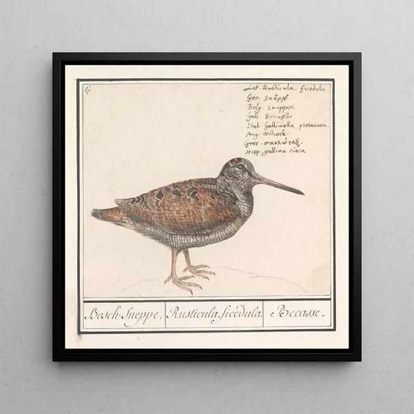 Bécasse Scolopax rusticola - Anselmus Botius de Boodt — framed artwork on a wall