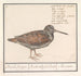 Bécasse Scolopax rusticola - Anselmus Botius de Boodt — artwork view