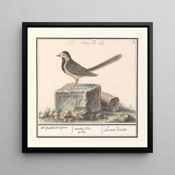 Gray Wagtail Motacilla alba - Anselmus Botius de Boodt — framed artwork on a wall