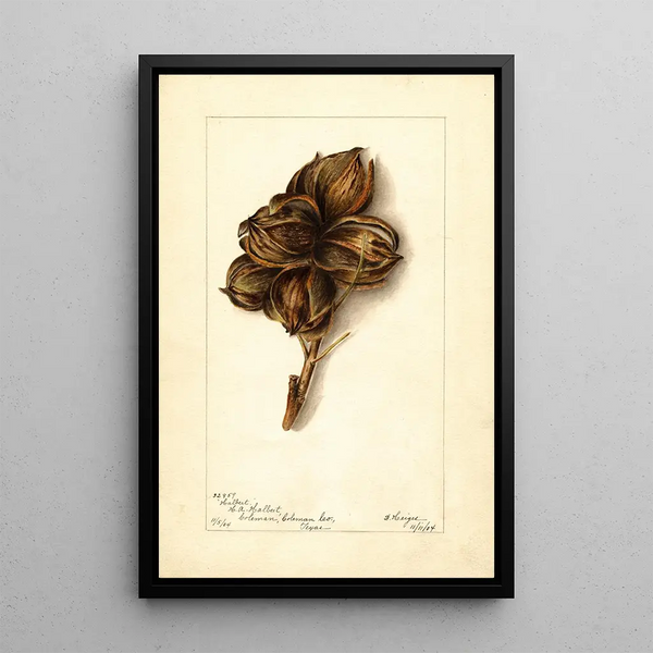 Reproduction of the painting Carya Halberta - Bertha Heiges