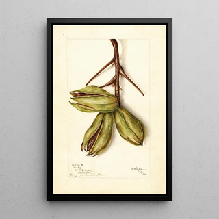 Bertha Heiges - Carya Schley.webp