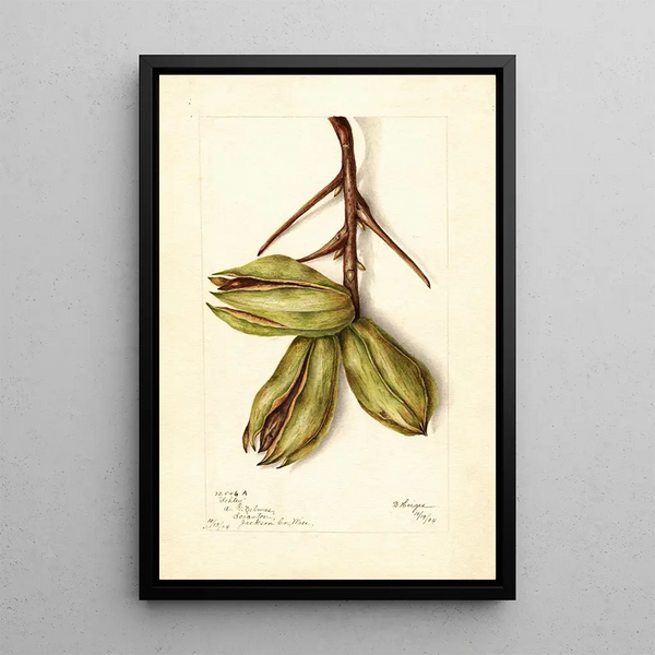 Carya Schley - Bertha Heiges — framed artwork on a wall