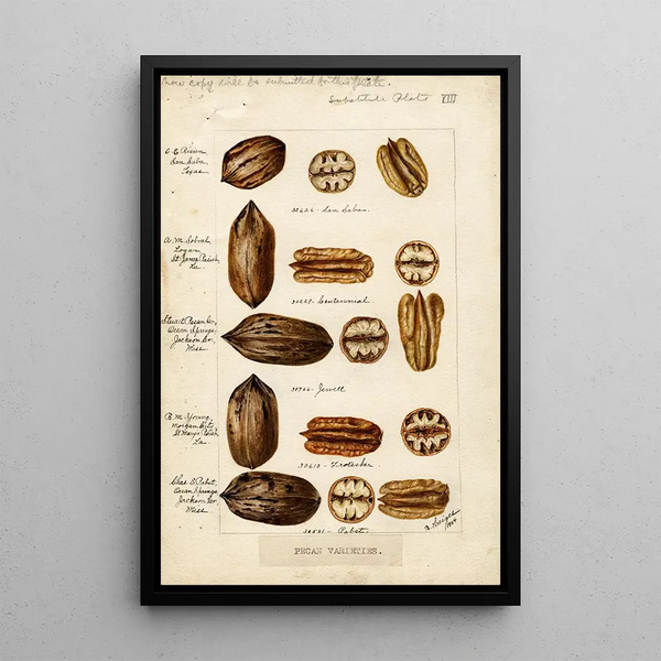 Carya illinoinensis - Bertha Heiges — framed artwork on a wall