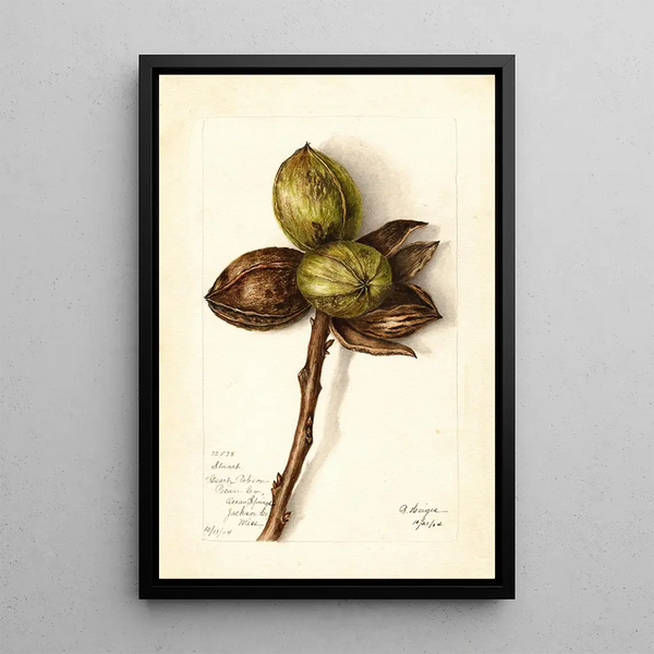 Reproduction of the painting Carya illinoinensis Stuart - Bertha Heiges