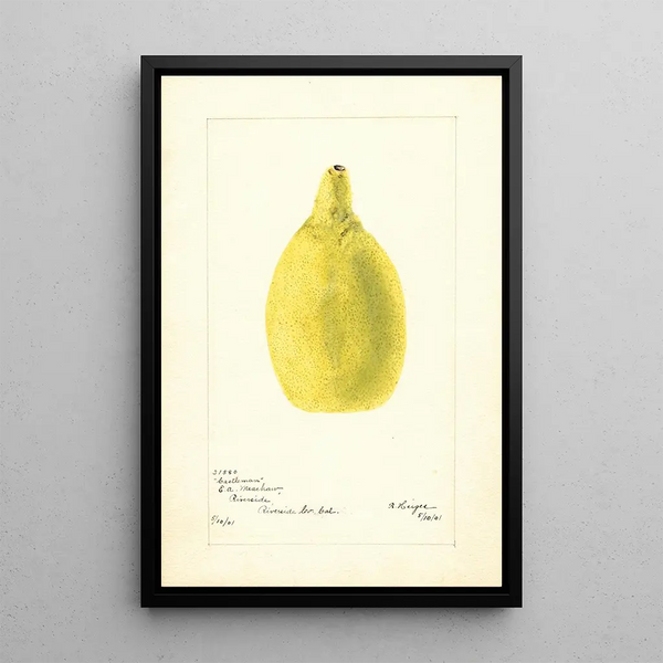Citrus aurantiifolia Castleman - Bertha Heiges — framed artwork on a wall