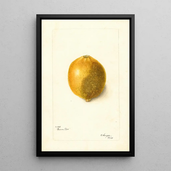 Citrus lemon - Bertha Heiges — framed artwork on a wall