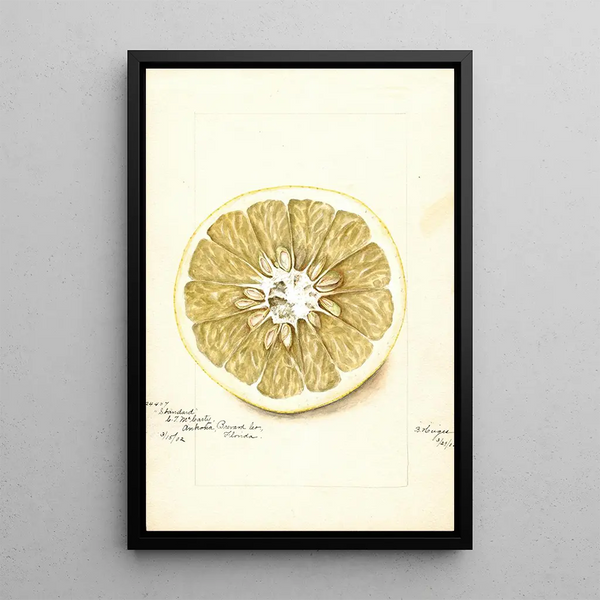 Reproduction of the painting Citrus paradisi Standard - Bertha Heiges