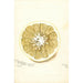 Reproduction of the painting Citrus paradisi Standard - Bertha Heiges