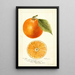 Citrus sinensis Large St - Bertha Heiges — framed artwork on a wall