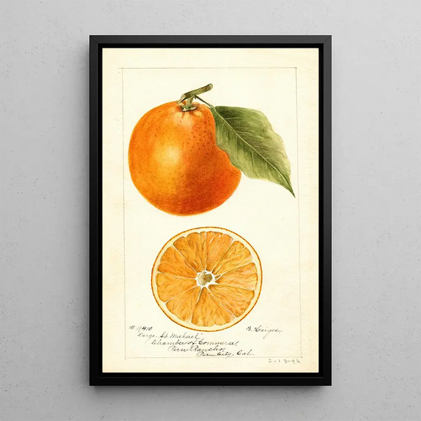 Citrus sinensis Large St - Bertha Heiges — framed artwork on a wall