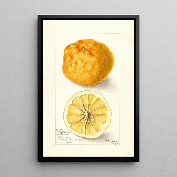 Reproduction of the painting Citrus sinensis Washington Navel - Bertha Heiges