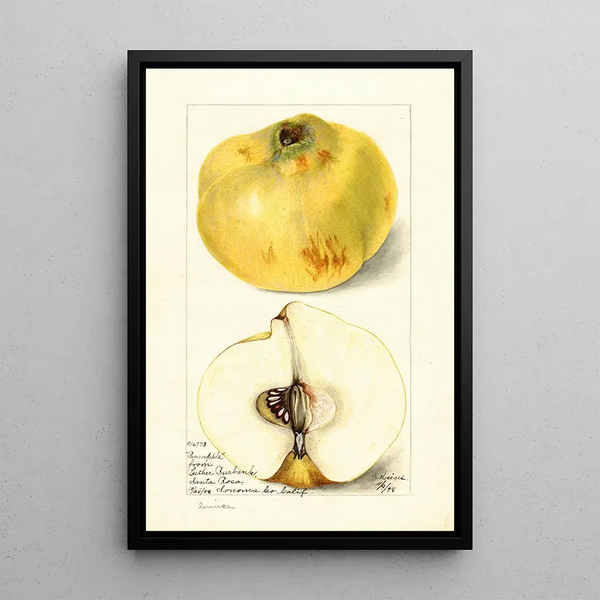 Reproduction of the painting Cydonia oblonga Pineapple - Bertha Heiges