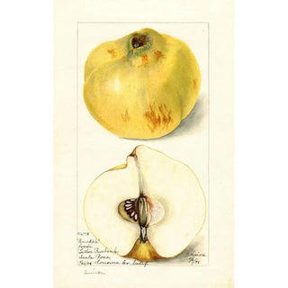 Bertha Heiges - Cydonia oblonga Pineapple.webp