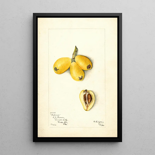 Eriobotrya japonica Palermo - Bertha Heiges — framed artwork on a wall