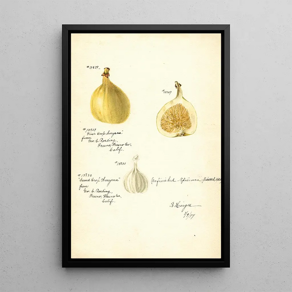 Ficus Smyrna - Bertha Heiges — framed artwork on a wall
