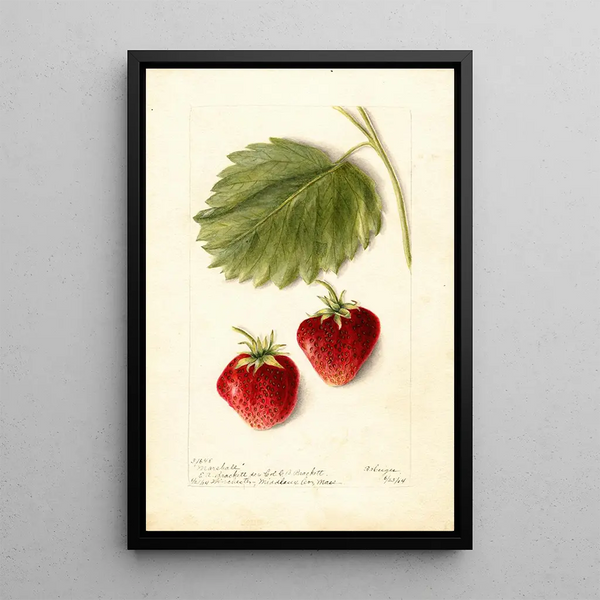 Fragaria Marshall - Bertha Heiges — framed artwork on a wall