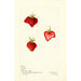 Fragaria Meeks - Bertha Heiges — artwork view