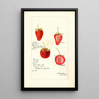 Fragaria - Bertha Heiges — framed artwork on a wall