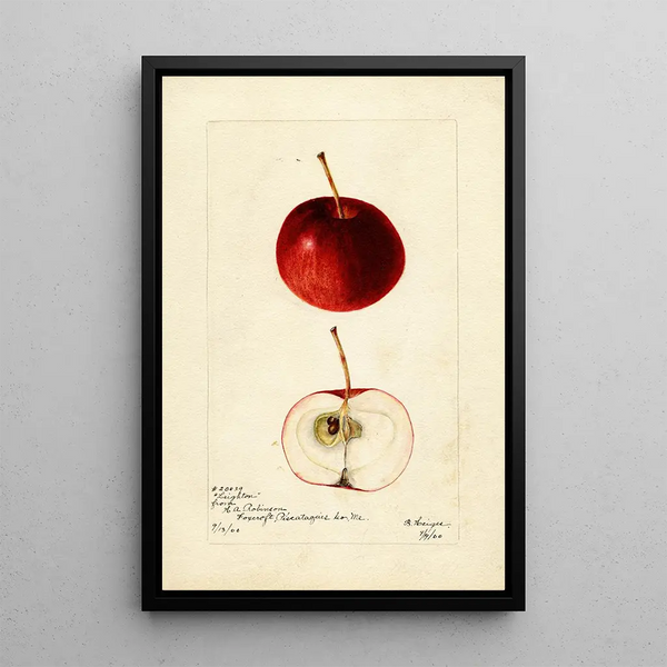 Malus domestica Leighton - Bertha Heiges — framed artwork on a wall