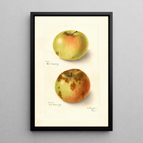 Reproduction of the painting Malus domestica Rhode Island Greening - Bertha Heiges