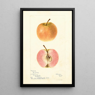 Malus domestica Surprise - Bertha Heiges — framed artwork on a wall