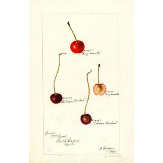 Prunus avium - Bertha Heiges — artwork view