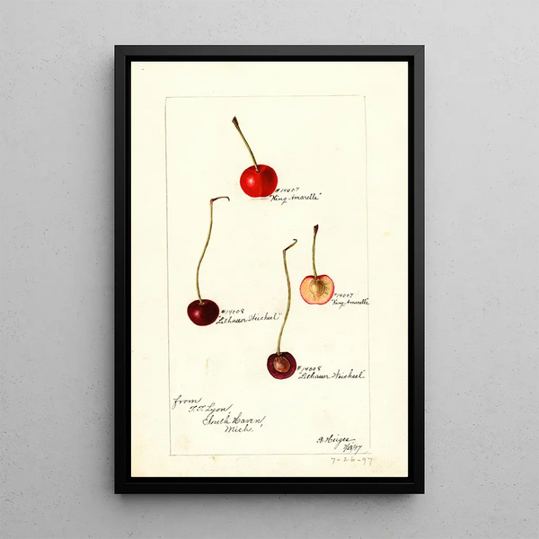 Prunus avium - Bertha Heiges — framed artwork on a wall