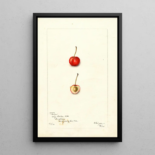 Prunus avium Roslyn - Bertha Heiges — framed artwork on a wall