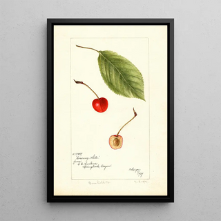 Reproduction of the painting Prunus avium Socsany White - Bertha Heiges