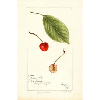 Reproduction of the painting Prunus avium Socsany White - Bertha Heiges
