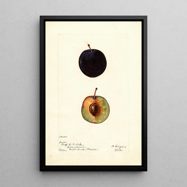 Reproduction of the painting Prunus domestica Coeur de Boeuf - Bertha Heiges