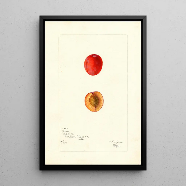 Reproduction of the painting Prunus domestica Jones - Bertha Heiges