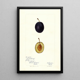 Prunus domestica Middleburg - Bertha Heiges — framed artwork on a wall