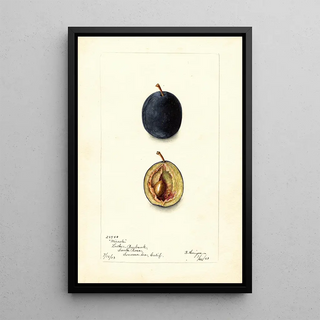 Reproduction of the painting Prunus domestica Miracle - Bertha Heiges