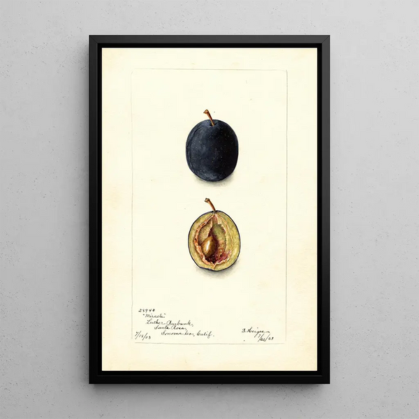Reproduction of the painting Prunus domestica Miracle - Bertha Heiges