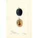 Reproduction of the painting Prunus domestica Miracle - Bertha Heiges