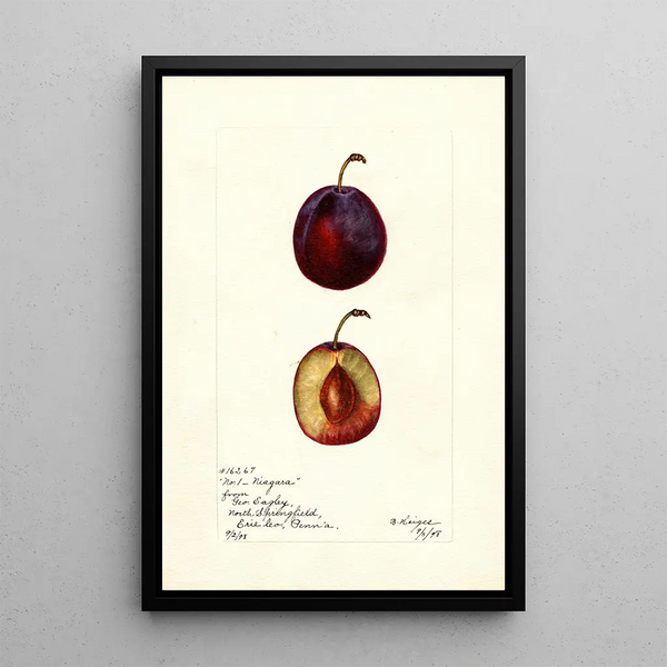 Prunus domestica Niagara - Bertha Heiges — framed artwork on a wall