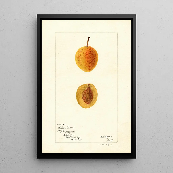 Reproduction of the painting Prunus domestica Silver Prune - Bertha Heiges